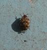 Anthrenus sp.
